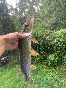 Northern Pike