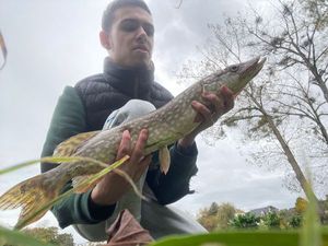 Northern Pike