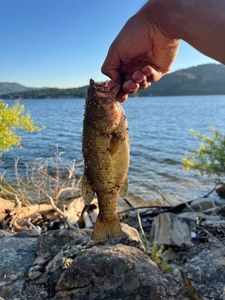 Largemouth Bass