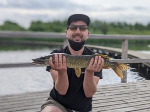 Northern Pike
