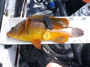 Ballan Wrasse