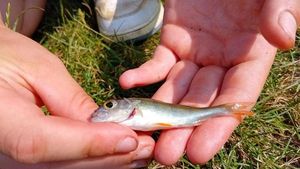 European Perch
