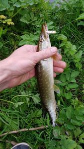 Northern Pike