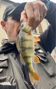 European Perch