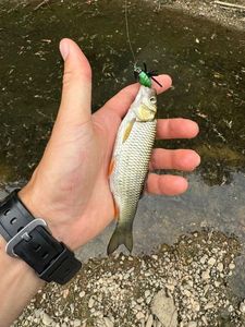 Chub