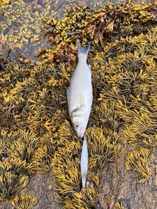 European Bass (Seabass)