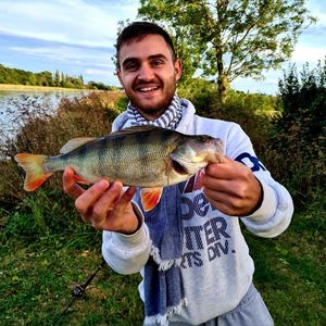 European Perch