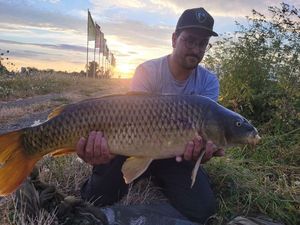 Common Carp
