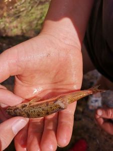 Gudgeon