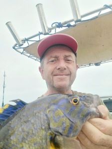 Cuckoo Wrasse