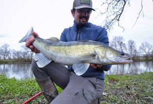 Zander