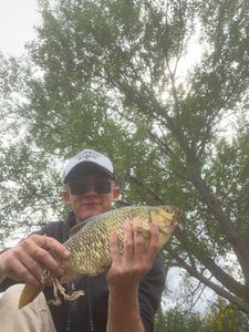 Prussian Carp