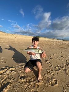 Greenback Horse Mackerel