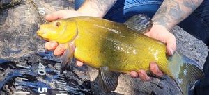 Tench