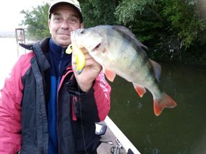 European Perch