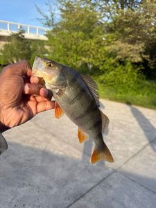 European Perch