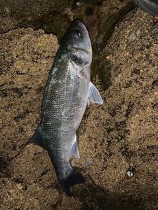 European Bass (Seabass)