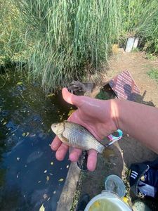 Crucian Carp