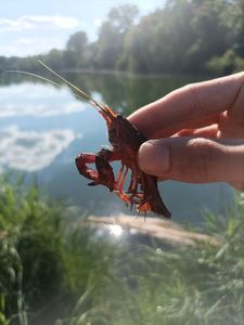 Red Swamp Crayfish