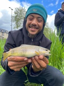 Brown Trout