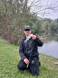Largemouth Bass