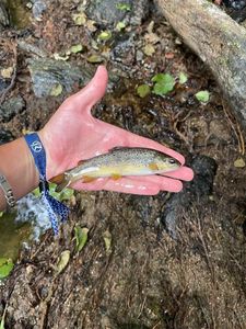 Brown Trout