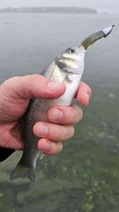 European Bass (Seabass)
