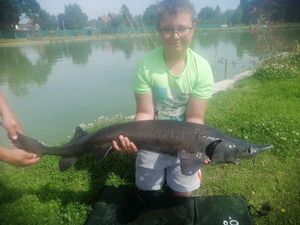 Sturgeon