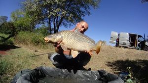 Common Carp