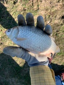 Crucian Carp
