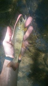 Brown Trout