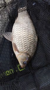 Crucian Carp