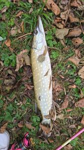 Northern Pike
