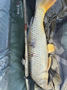 Common Carp