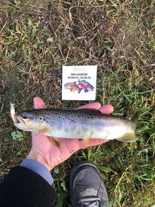 Brown Trout