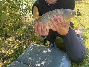 Mirror Carp