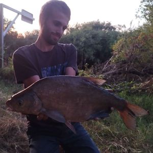 Common Bream