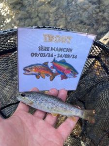 Brown Trout