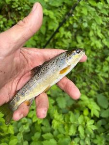 Rainbow Trout