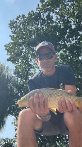 Common Carp