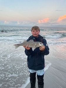 European Bass (Seabass)