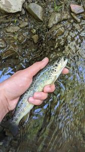 Brown Trout
