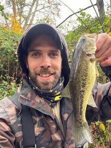 Largemouth Bass