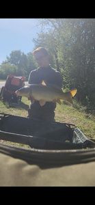 Common Carp