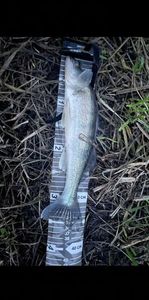 Zander