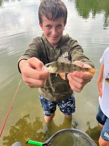 Yellow Perch