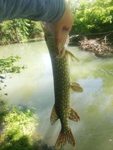 Northern Pike