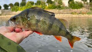 European Perch