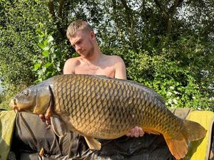 Common Carp