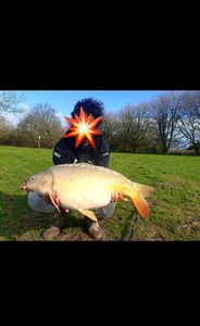 Mirror Carp